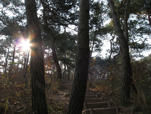 명산산책과 천년절집을 거닐다, 마곡사송림숲길